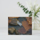 Wit Feather briefkaart (Staand voorkant)
