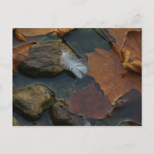 Wit Feather briefkaart (Voorkant)