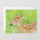 Wit-getrapt deer Fawn | Minnesota Briefkaart (Voorkant / Achterkant)