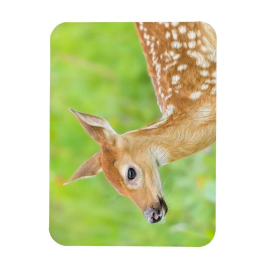 Wit-getrapt deer Fawn | Minnesota Magneet (Verticaal)