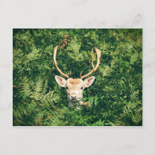 Wit-getrapt Deer Peking uit Struiken Briefkaart