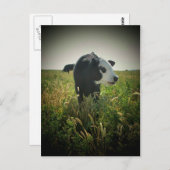 Wit gezicht in weide briefkaart (Voorkant / Achterkant)