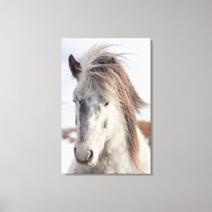 Wit hoofd van IJslands paard Canvas Afdruk