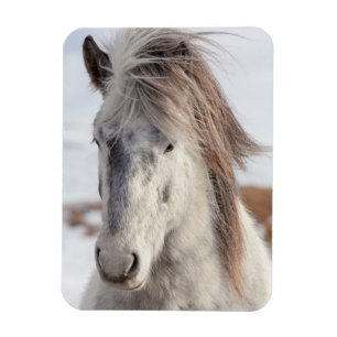 Wit hoofdschot van IJslands paard Magneet