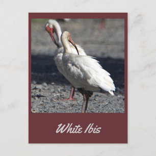 Wit Ibis Briefkaart