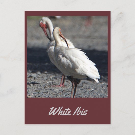 Wit Ibis Briefkaart (Voorkant)