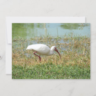 Wit ibis vlak Wenskaart Kaart