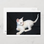 Wit kattenspel briefkaart (Voorkant / Achterkant)