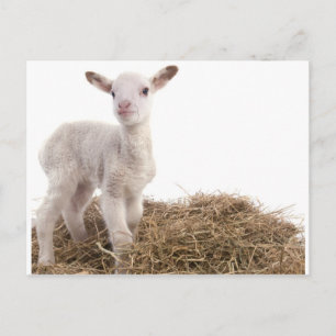 wit lampje briefkaart