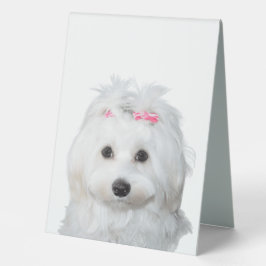 Wit Maltees Gevoelig Sweetness Label