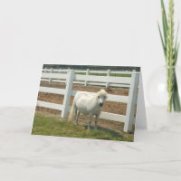 Wit miniatuur wenskaart