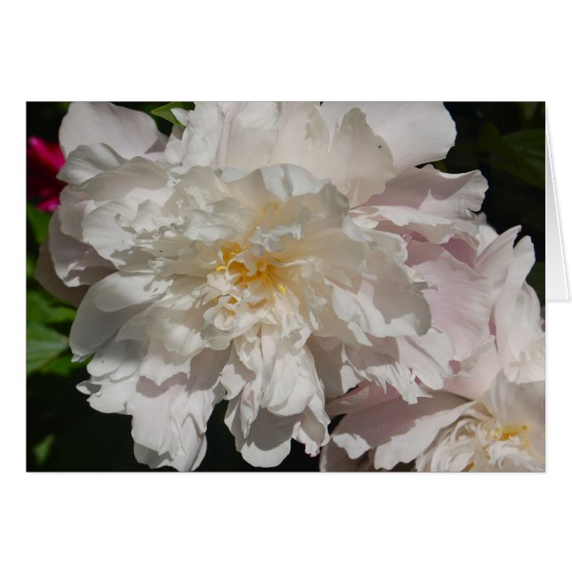 Wit op Roze (Voorkant Horizontaal)