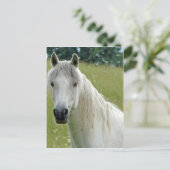 Wit Paard Briefkaart (Staand voorkant)