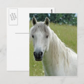 Wit Paard Briefkaart (Voorkant / Achterkant)