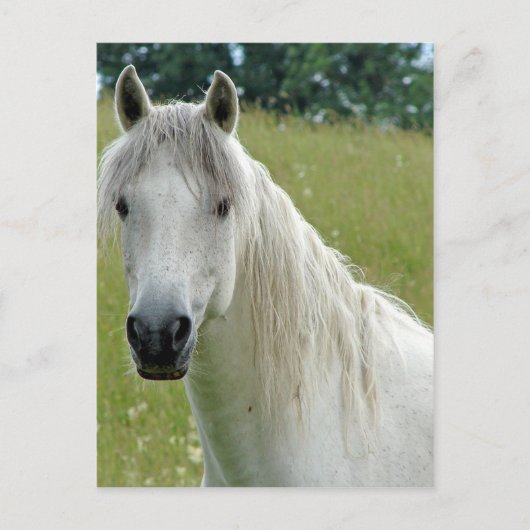 Wit Paard Briefkaart (Voorkant)