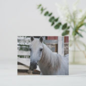 wit paard briefkaart (Staand voorkant)