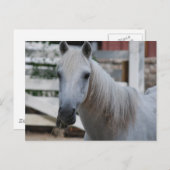 wit paard briefkaart (Voorkant / Achterkant)