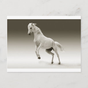 wit paard briefkaart
