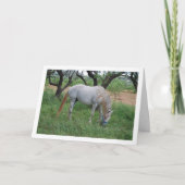 Wit paard dat graast in het grasveld kaart (Voorkant)