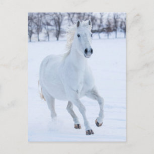 Wit paard dat in de sneeuw loopt briefkaart