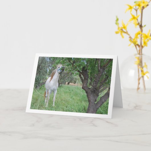 Wit Paard in Grasveld Kaart (Gele Bloem)