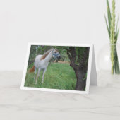 Wit Paard in Grasveld Kaart (Voorkant)