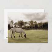 wit paard in weide oude stijl briefkaart (Voorkant / Achterkant)