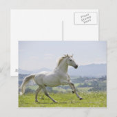 wit paard op weide briefkaart (Voorkant / Achterkant)