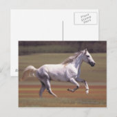 Wit paard rijdt in het veld briefkaart (Voorkant / Achterkant)