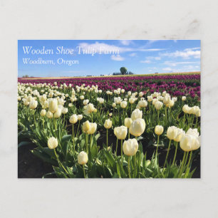 Wit & Paars Tulpenveld met Heete Lucht Ballon Briefkaart