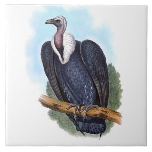 wit-rumped gier vogel illustratie tegeltje