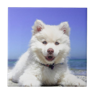 Wit Schor Puppy met Blauwe Ogen Tegeltje