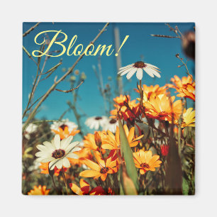 Wit Sinaasappel Daisy Flowers Bloemmagneet Magneet