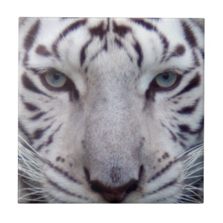 wit-tijger2-10x10 tegeltje