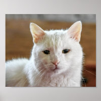 Wit Turks Angora Kattenportret