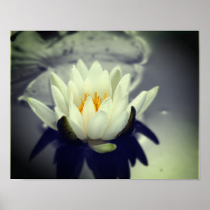 Wit water Lily Lotus Flower Partial Color Poster