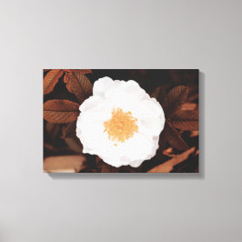 Wit wild Roos op koperkleurige herfstbladeren Canvas Afdruk