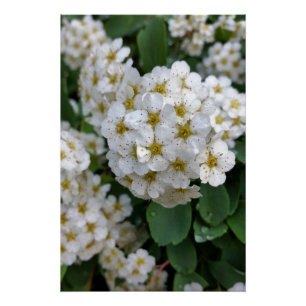 Witbloemen gloeien perfect poster