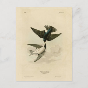 Witbuikzwaluw - Audubon's vogels Briefkaart
