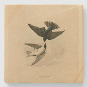 Witbuikzwaluw - Audubon's vogels Stenen Onderzetter