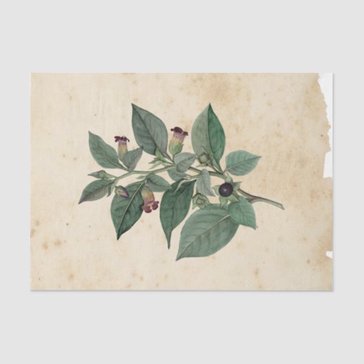 Witch Ephemera Design Series #11 Tissuepapier (Voorkant)