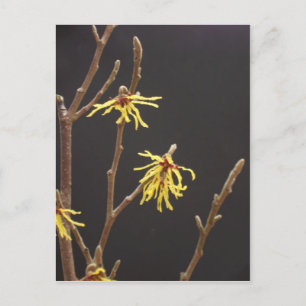 Witch Hazel Blossom Briefkaart