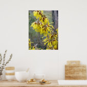 Witch Hazel Blossom Poster (Keuken)