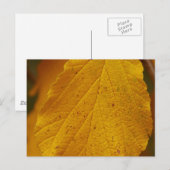 Witch Hazel Briefkaart (Voorkant / Achterkant)