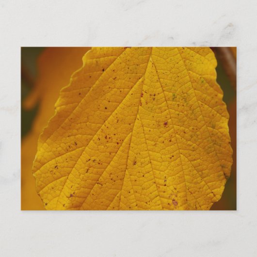 Witch Hazel Briefkaart (Voorkant)