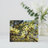 Witch Hazel Flowers Briefkaart (Staand voorkant)