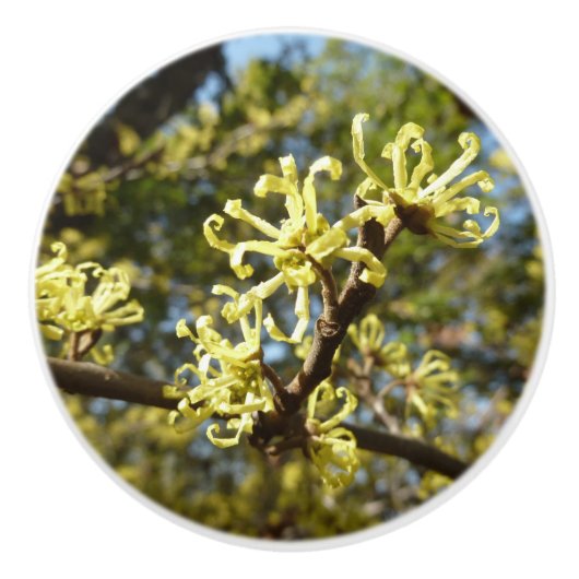 Witch Hazel Flowers Keramische Knop (Voorkant)