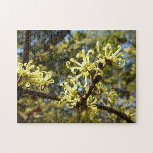 Witch Hazel Flowers Legpuzzel (Horizontaal)