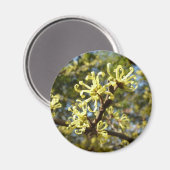Witch Hazel Flowers Magneet (Voorkant / Achterkant)
