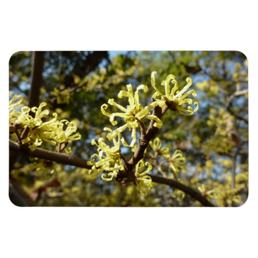 Witch Hazel Flowers Magneet (Horizontaal)